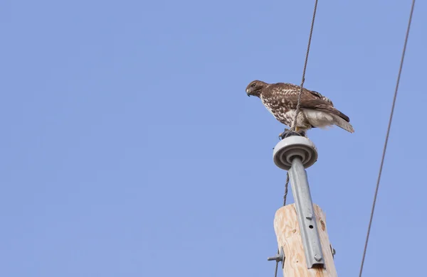 Havik in vlucht met vleugels spreiden — Stockfoto