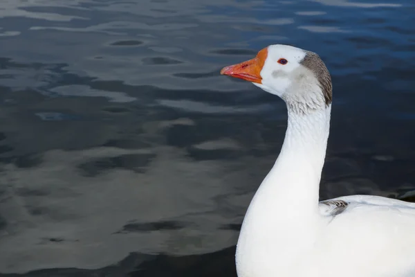 Goose head portrait — Stock Photo, Image