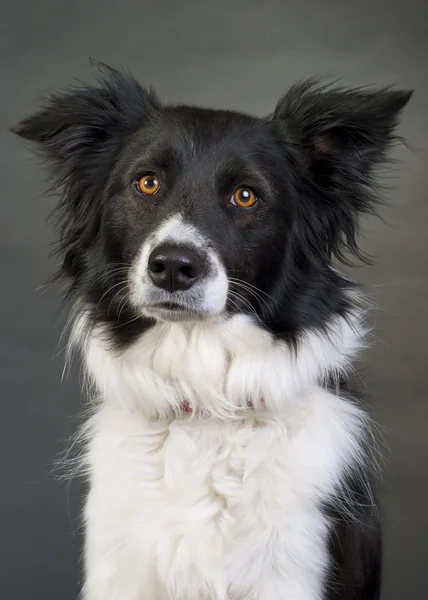 Bordercollie hond — Stockfoto