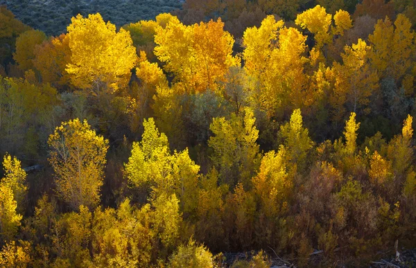 Sonbahar kavak grove — Stok fotoğraf