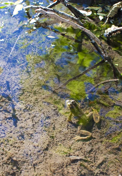 Grenouille verte — Photo