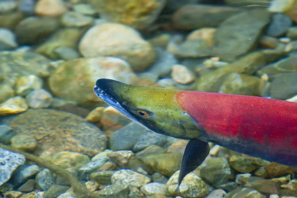 Spawning Salmon — Stock Photo, Image