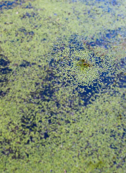 Frosch beim Morgenschwimmen — Stockfoto