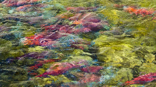 School of Salmon Spawning — Stock Photo, Image