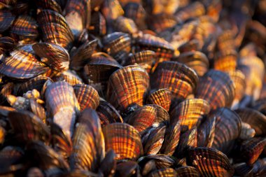 Güneş ışığı içinde renkli kabuklar