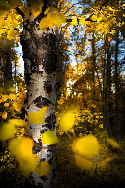 Outono Aspen Grove — Fotografia de Stock