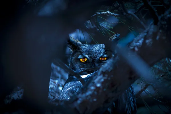 Portret Horned Owl — Zdjęcie stockowe