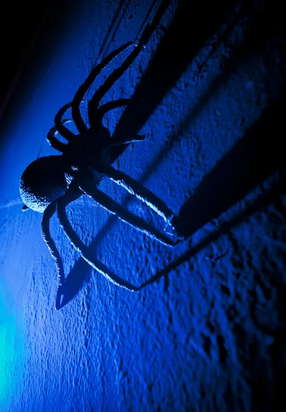 Большая игрушка паука на Хэллоуин — стоковое фото