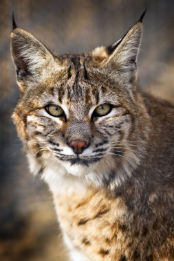 Vahşi Bobcat görünümünü yakın çekim