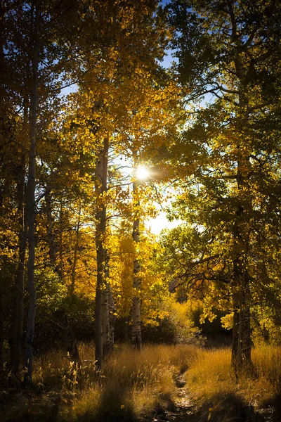 Outono Aspen Grove — Fotografia de Stock