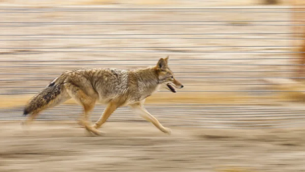 Running Wild Coyote — Stock Photo, Image