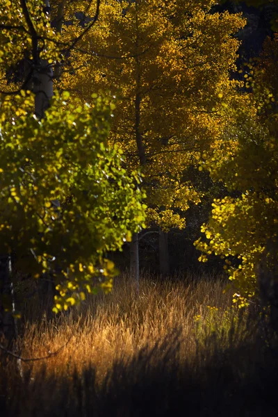 Aspen Grove de otoño Fotos de stock libres de derechos