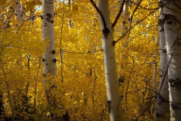 Осенняя роща Аспен Стоковое Фото