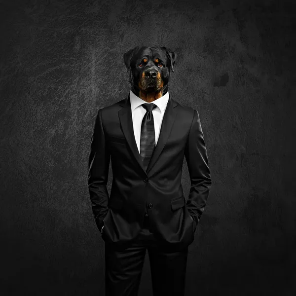 Элегантный мужчина с собачьей головой — стоковое фото