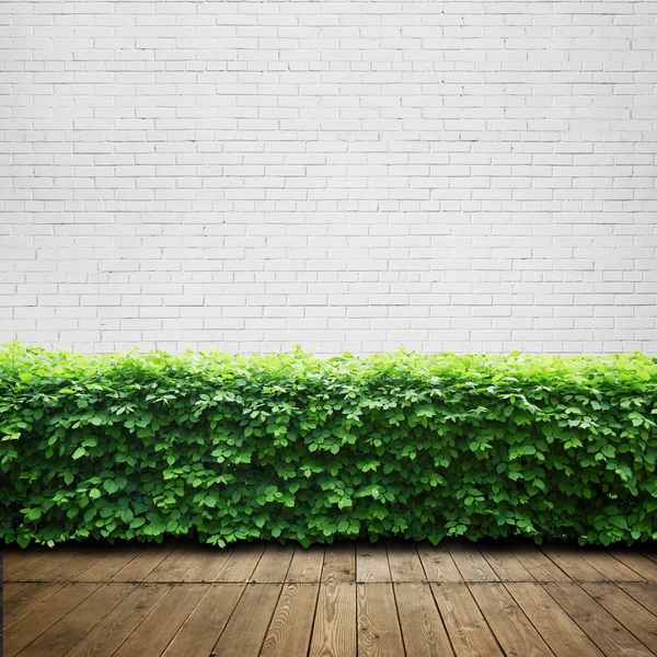 Wall, wood floor and bushes — Stock Photo, Image