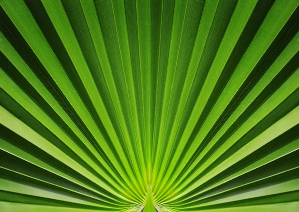 Palmblad på nära håll — Stockfoto