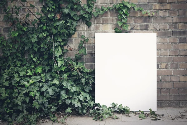 Cartaz em branco e folhas verdes — Fotografia de Stock
