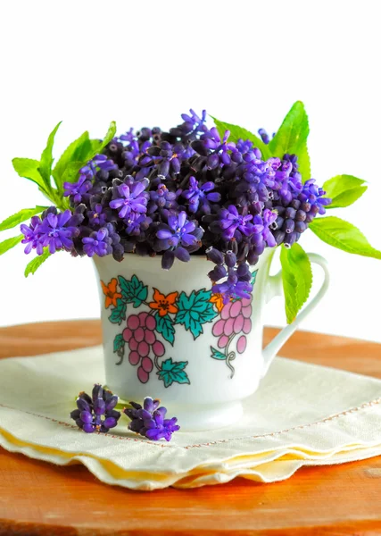 Hyacinth anggur — Stok Foto
