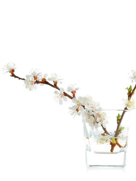 Flores de damasco — Fotografia de Stock