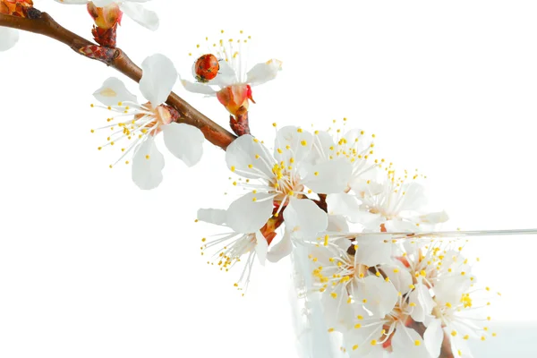 Flores de damasco — Fotografia de Stock