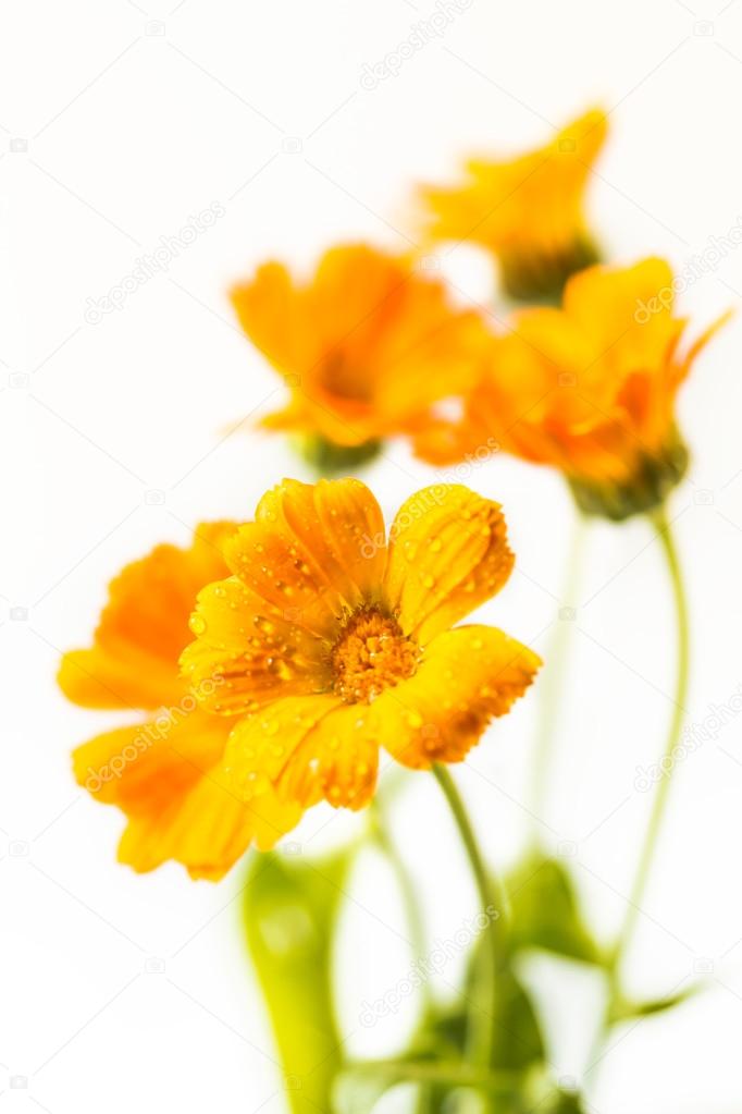 Marigold flowers