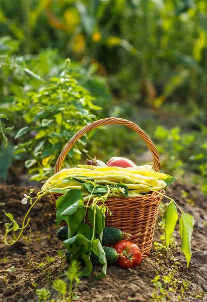 Colheita de produtos hortícolas — Fotografia de Stock