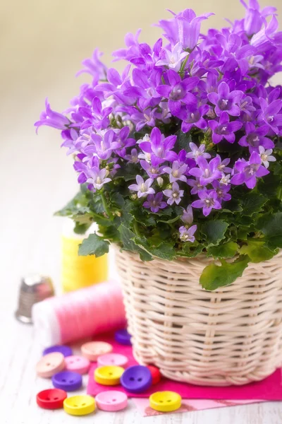 Natureza morta com flores de primavera e botões coloridos — Fotografia de Stock