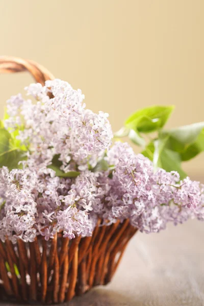 Lila bloemen — Stockfoto