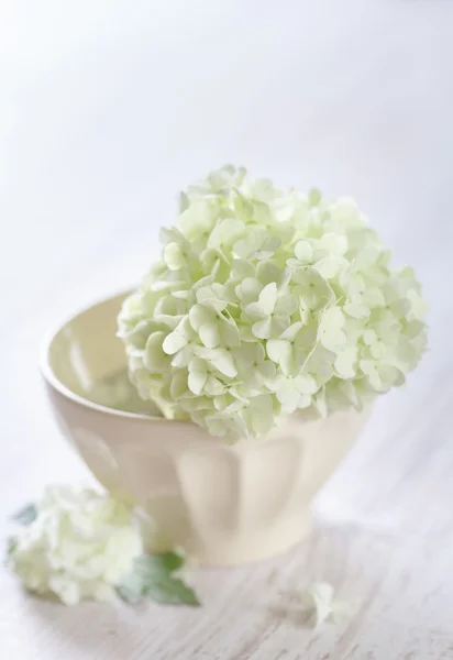 Witte hortensia bloemen — Stockfoto