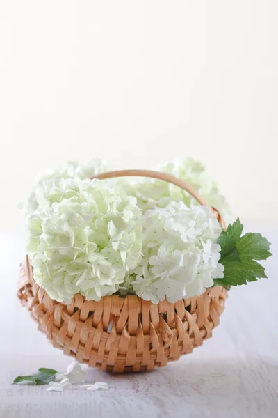 Hydrangea flowers — Stock Photo, Image