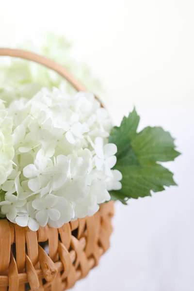 Hortensia bloemen — Stockfoto