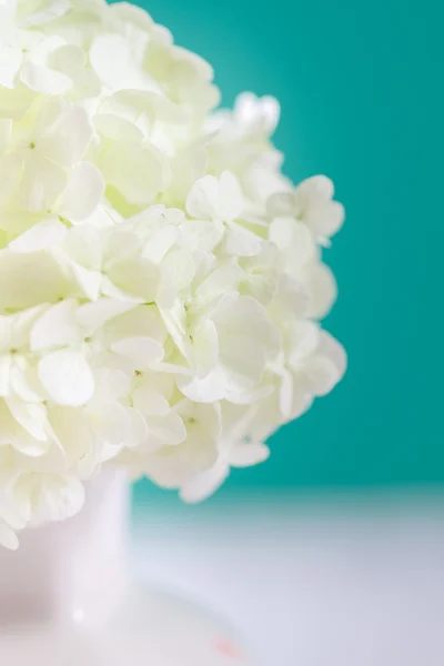 Bílá hydrangea květiny — Stock fotografie