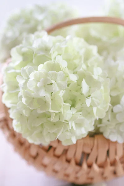 Hydrangea blommor — Stockfoto