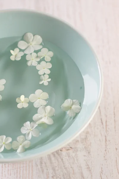 Hortensia bloemen — Stockfoto