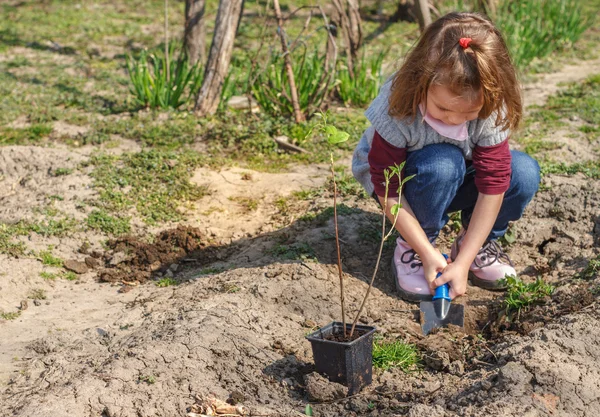Маленькая девочка работает в огороде — стоковое фото