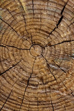 Auschwitz 'de bir kasaba.