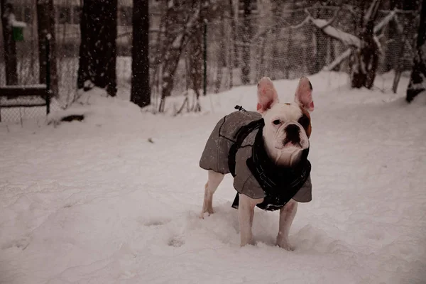 在寒冷的冬日 好奇的法国斗牛犬穿着温暖的毛毯站在外面的雪地里 — 图库照片