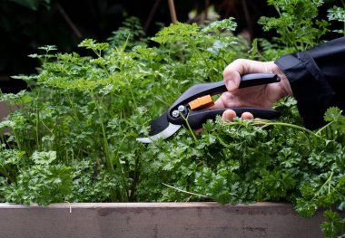 Bitki bahçesinden taze maydanoz toplarken kesiciler olarak da bilinen budama makası kullanan kişi. Fotoğraf İsveç 'te çekildi..
