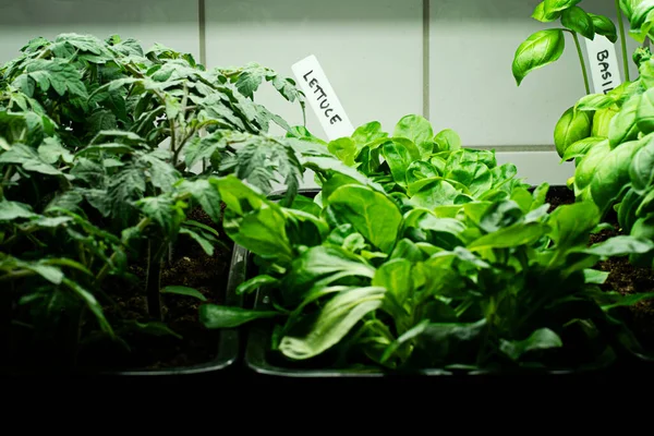 Friss Bazsalikom Fűszernövények Zöldsaláta Fiatal Paradicsom Növények Nőnek Házon Belül — Stock Fotó