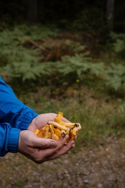 Ormanda mantarlı bir insan. Elleri yenebilir mantarlarla dolu tanınmayan bir adam. Mantar toplama kavramı. Fotoğraf İsveç 'te çekildi..