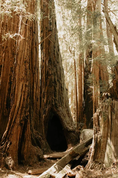 Redwood tree trunk in the old forest. Tall old (Sequoioideae) redwood trees in the national park and woods on a beautiful morning. Photo taken in California, United States