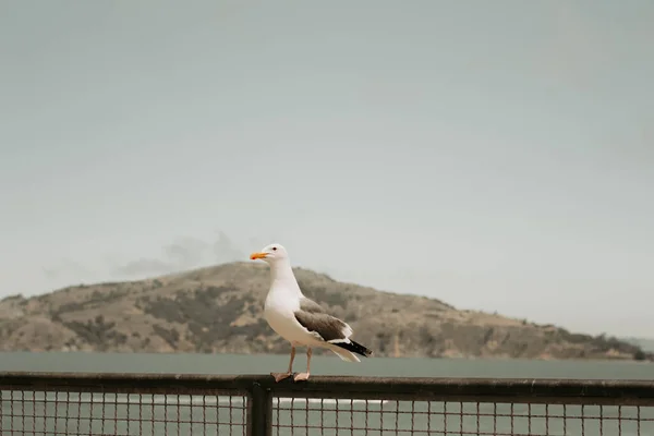 Чайка Заборе Фотография Сделана Национальном Парке Остров Алькатрас Сан Франциско — стоковое фото