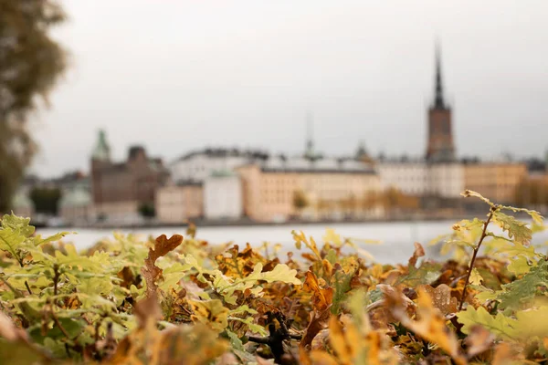 Autumn in the city. Focus on the foreground and the yellow autumn leaves. Out of focus is the Stockholm old town and skyline and the water. Photo taken in Stockholm, Sweden.