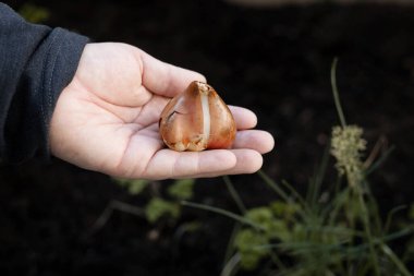 Bahçede lale soğanı tutarken. Lale dikme kavramı.