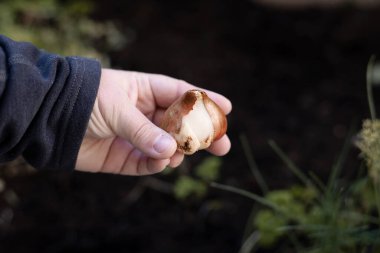 Lale soğanı tutan kişiye yakın çekim. Bahçeye bahar çiçekleri ve laleler ekme kavramı.