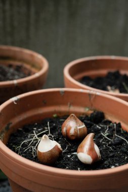 Bahçedeki saksılara lale soğanı ekiyorum. Lale dikme kavramı.