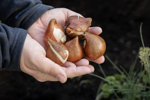 Tulipánhagymát Tartó Kéz Kertben Közelkép Tavaszi Virágok Tulipánok Ültetéséről — Stock Fotó