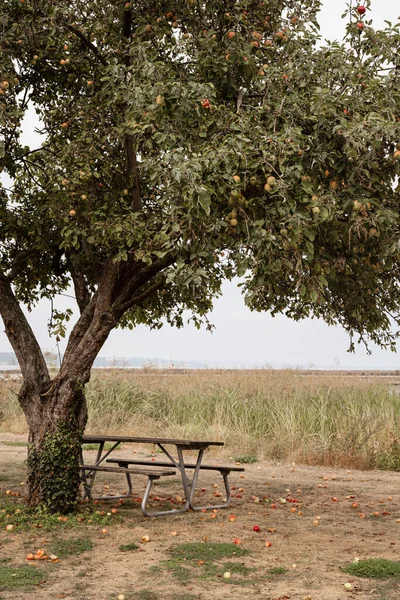 Bench and picnic table under an apple tree by the coast. Apples in the tree and on the ground. Photo taken on an autumn day in Kivik, Skne, Sweden.