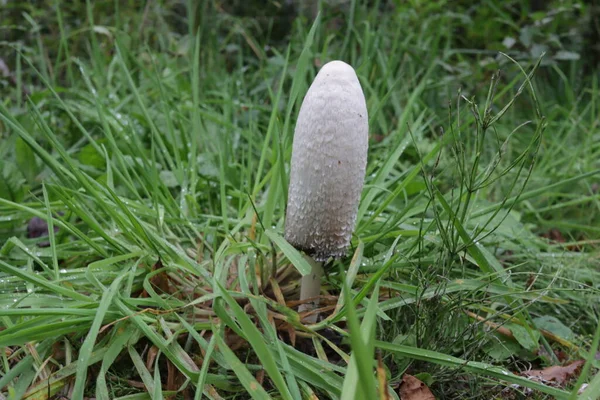 Coprinus Comatus Huňatá Růžová Čepice Nebo Právnická Paruka Nalezená Národním — Stock fotografie