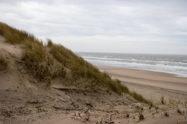 Zuid-Kennemerland Ulusal Parkı 'ndaki plajda. Çiçek açan bir Zee..